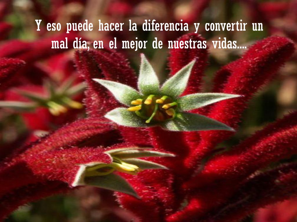 Y eso puede hacer la diferencia y convertir un mal día, en el mejor de nuestras vidas....