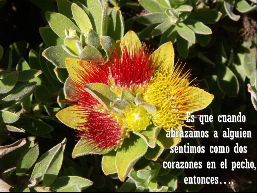 sentimos como dos corazones en el pecho, entonces….