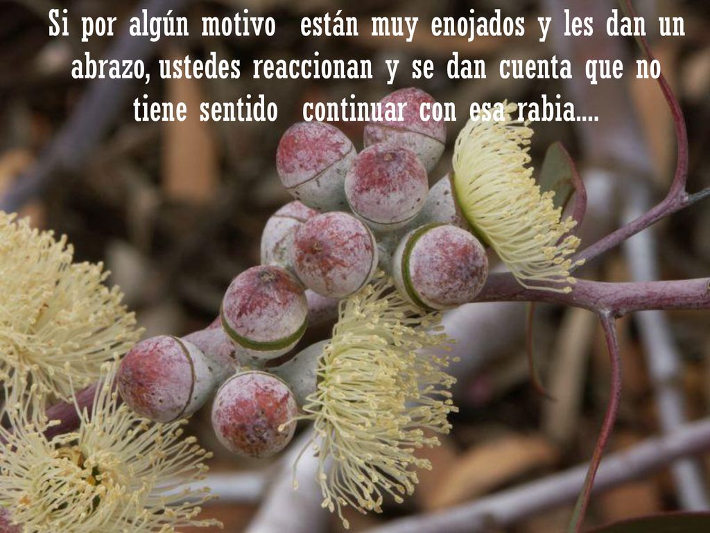 Si por algún motivo están muy enojados y les dan un abrazo, ustedes reaccionan y se dan cuenta que no tiene sentido continuar con esa rabia....