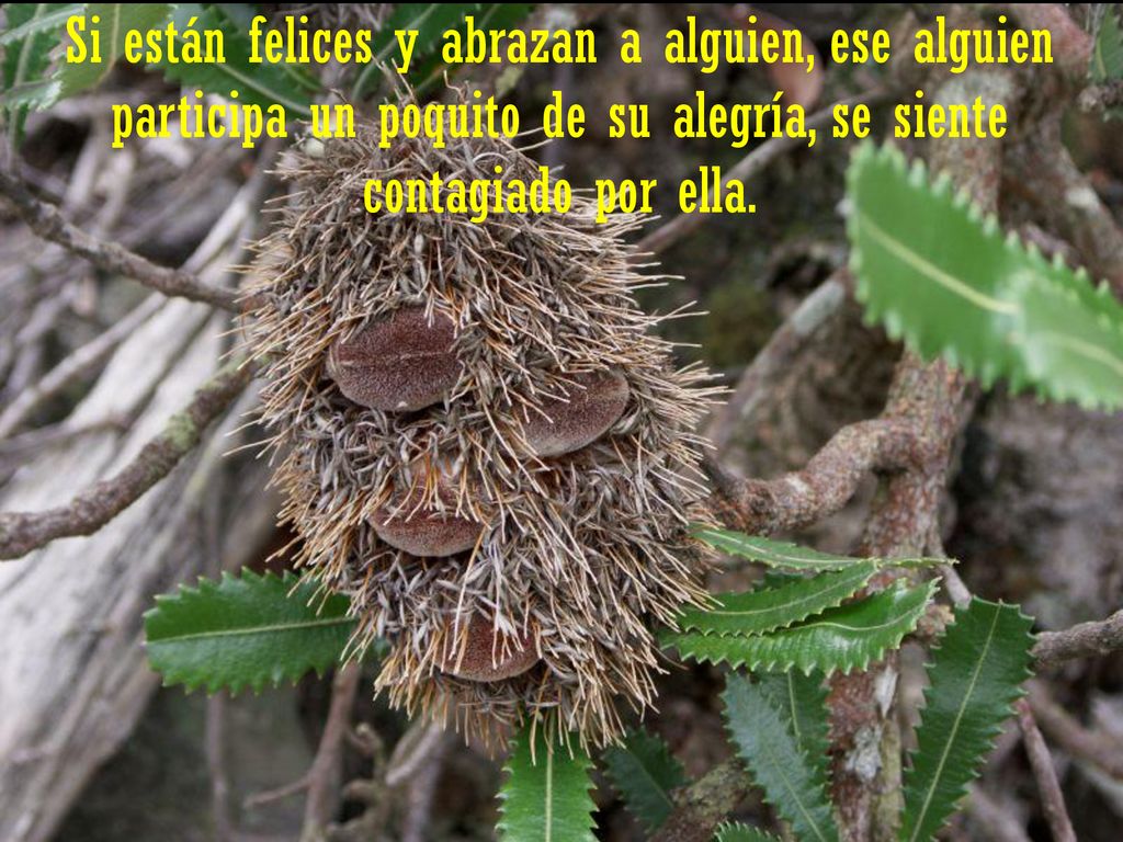 Si están felices y abrazan a alguien, ese alguien participa un poquito de su alegría, se siente contagiado por ella.