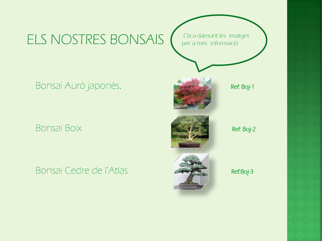Els nostres Bonsais Clica damunt les imatges per a més informació.