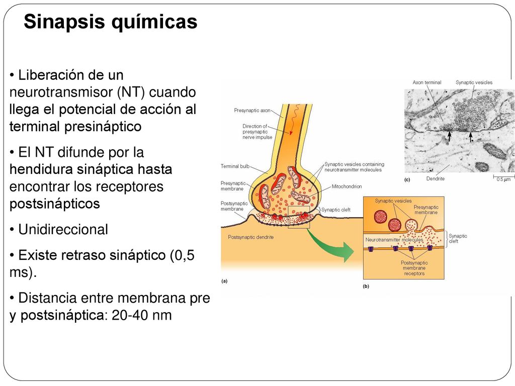 Sinapsis químicas Liberación de un neurotransmisor (NT) cuando llega el potencial de acción al terminal presináptico.