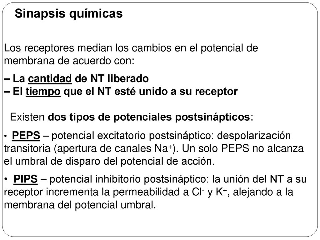 Sinapsis químicas Los receptores median los cambios en el potencial de membrana de acuerdo con: – La cantidad de NT liberado.