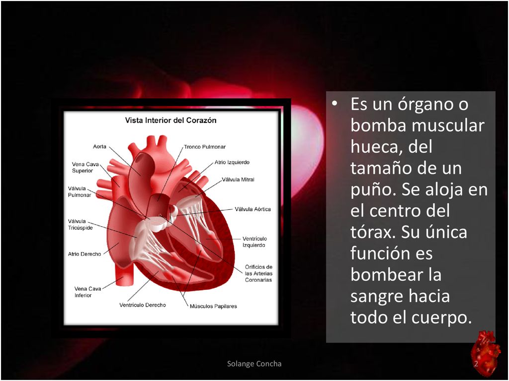 Es un órgano o bomba muscular hueca, del tamaño de un puño