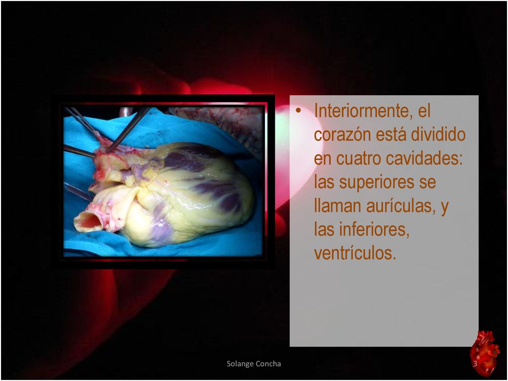 Interiormente, el corazón está dividido en cuatro cavidades: las superiores se llaman aurículas, y las inferiores, ventrículos.