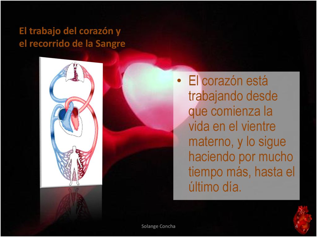 El trabajo del corazón y el recorrido de la Sangre