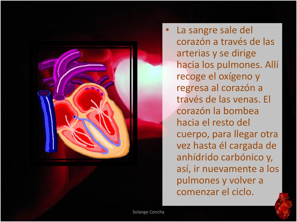 La sangre sale del corazón a través de las arterias y se dirige hacia los pulmones. Allí recoge el oxígeno y regresa al corazón a través de las venas. El corazón la bombea hacia el resto del cuerpo, para llegar otra vez hasta él cargada de anhídrido carbónico y, así, ir nuevamente a los pulmones y volver a comenzar el ciclo.
