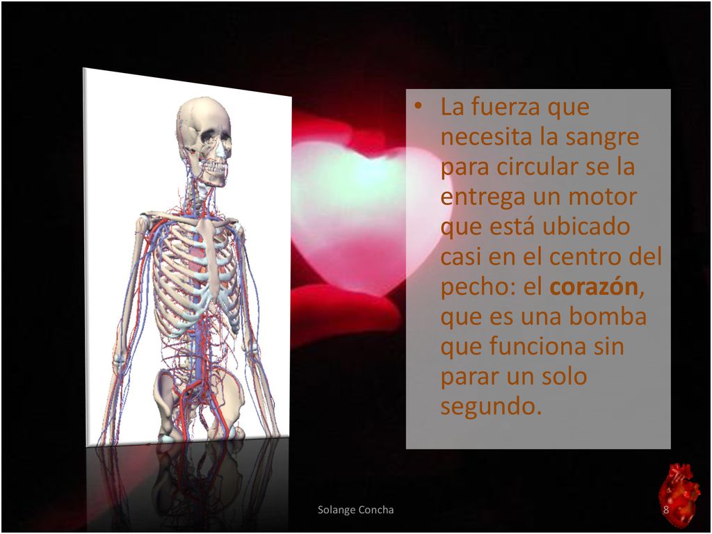 La fuerza que necesita la sangre para circular se la entrega un motor que está ubicado casi en el centro del pecho: el corazón, que es una bomba que funciona sin parar un solo segundo.