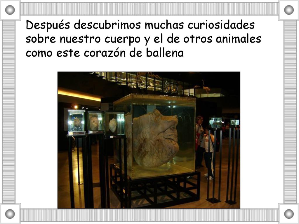 Después descubrimos muchas curiosidades sobre nuestro cuerpo y el de otros animales como este corazón de ballena
