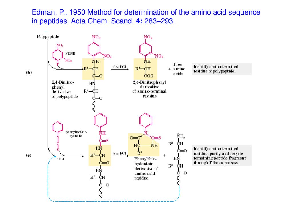 Edman, P., 1950 Method for determination of the amino acid sequence in peptides.