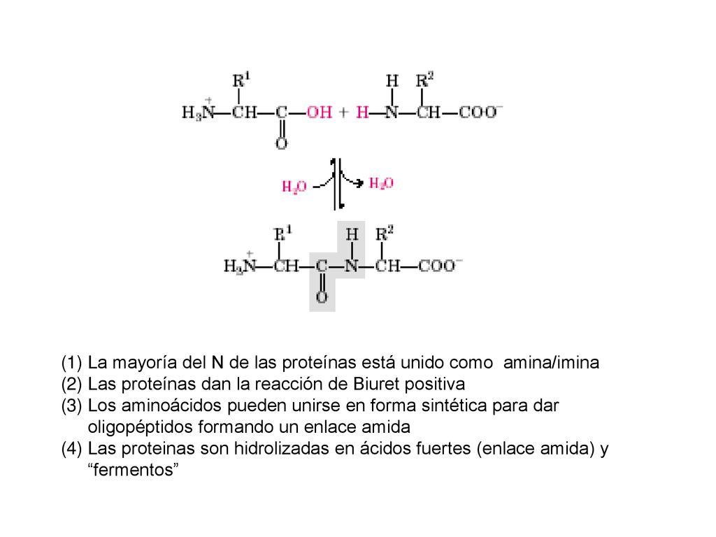 La mayoría del N de las proteínas está unido como amina/imina