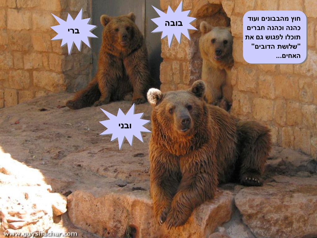 בובה ברי חוץ מהבבונים ועוד כהנה וכהנה חברים תוכלו לפגוש גם את שלושת הדובים האחים... ובני