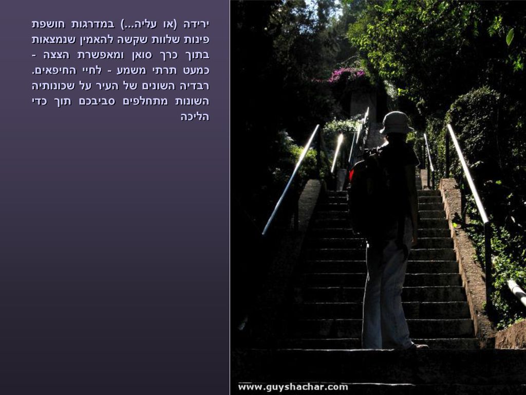 ירידה (או עליה...) במדרגות חושפת פינות שלוות שקשה להאמין שנמצאות בתוך כרך סואן ומאפשרת הצצה - כמעט תרתי משמע - לחיי החיפאים.