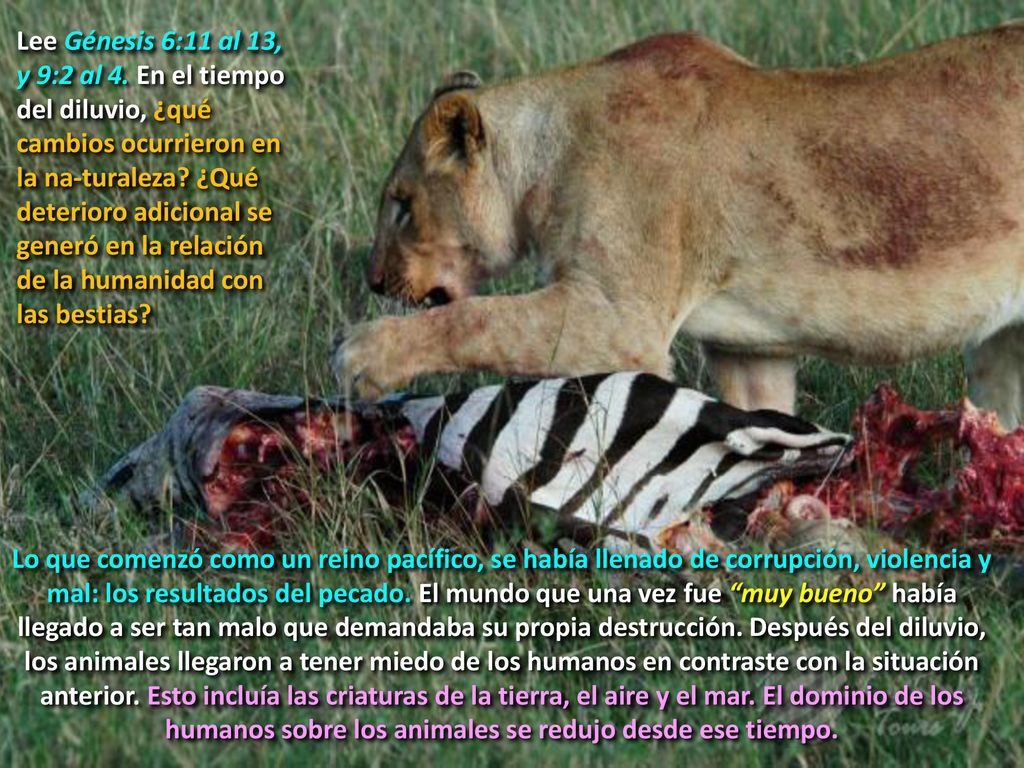 Lee Génesis 6:11 al 13, y 9:2 al 4. En el tiempo del diluvio, ¿qué cambios ocurrieron en la na-turaleza ¿Qué deterioro adicional se generó en la relación de la humanidad con las bestias
