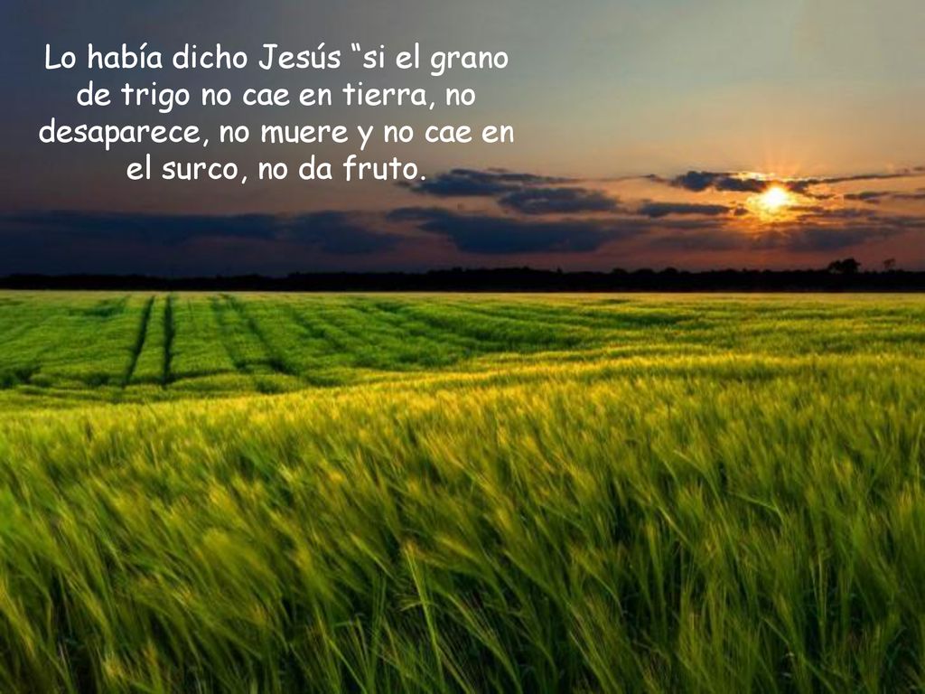 Lo había dicho Jesús si el grano de trigo no cae en tierra, no desaparece, no muere y no cae en el surco, no da fruto.