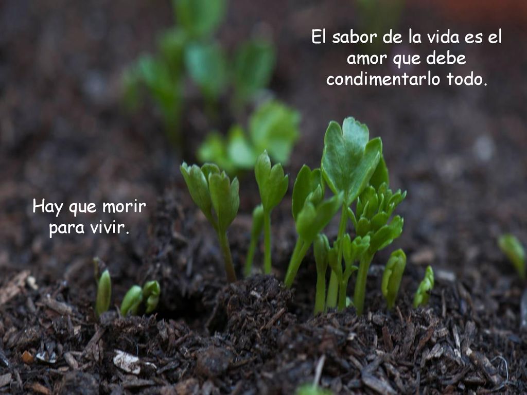 El sabor de la vida es el amor que debe condimentarlo todo.
