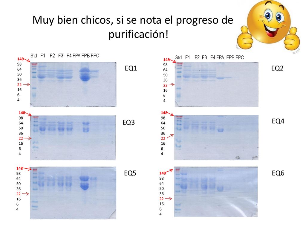 Muy bien chicos, si se nota el progreso de la purificación!