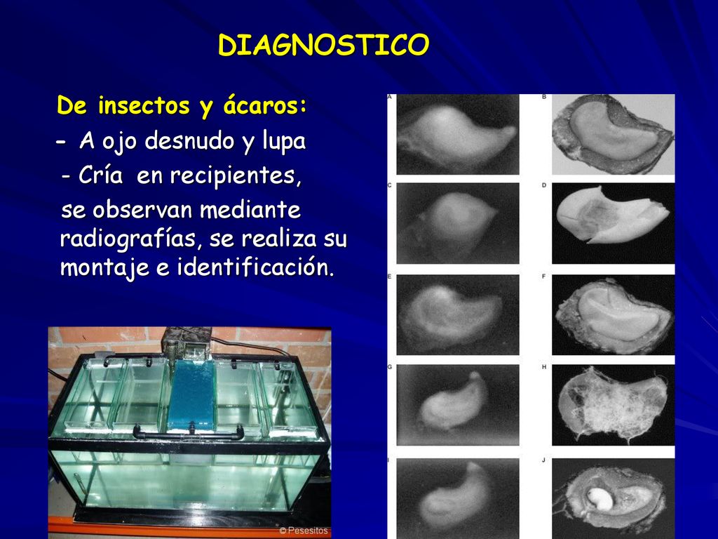 DIAGNOSTICO De insectos y ácaros: - A ojo desnudo y lupa