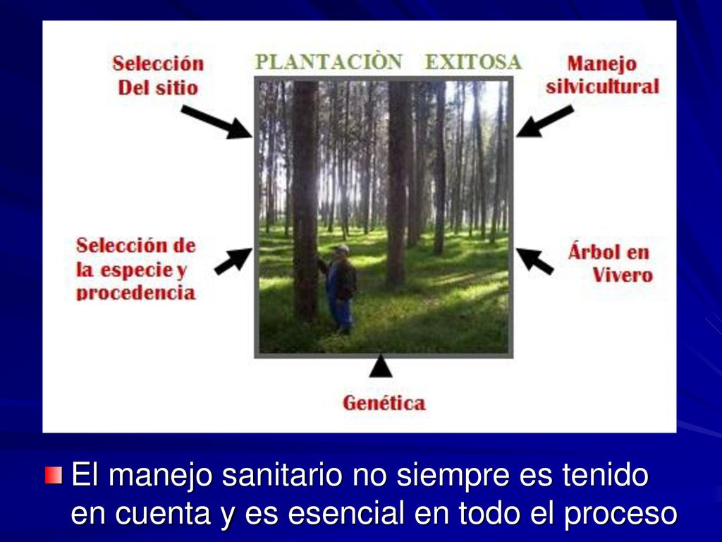El manejo sanitario no siempre es tenido en cuenta y es esencial en todo el proceso