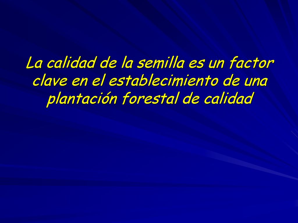 La calidad de la semilla es un factor clave en el establecimiento de una plantación forestal de calidad