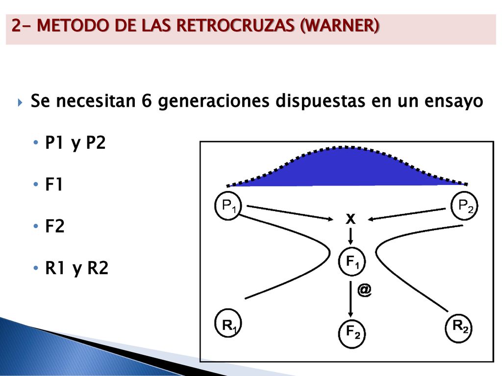 Se necesitan 6 generaciones dispuestas en un ensayo P1 y P2 F1 F2
