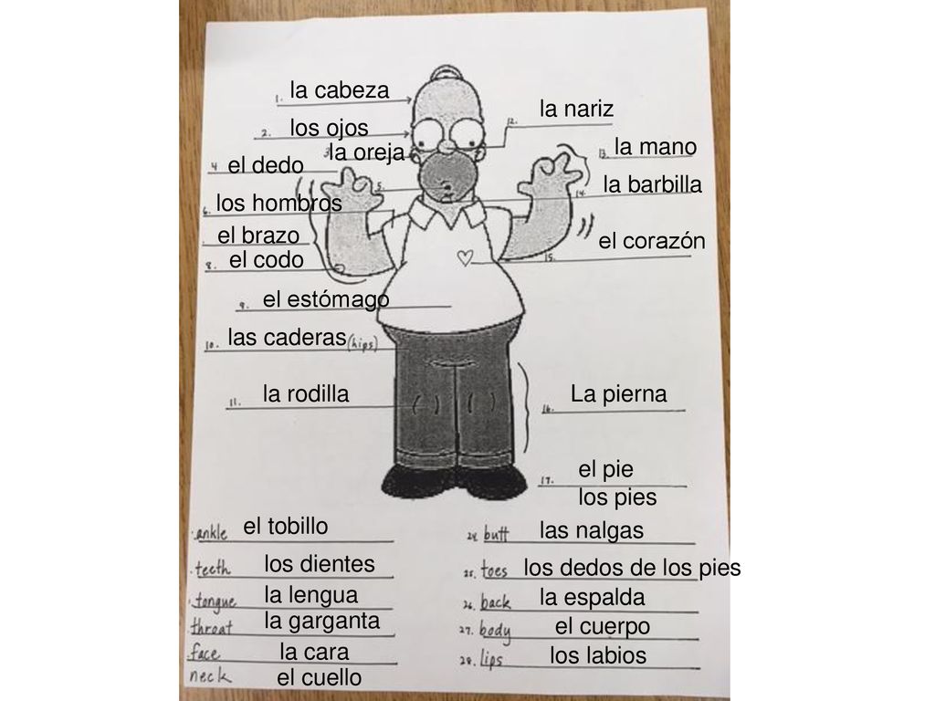 la cabeza la nariz. los ojos. la oreja. la mano. el dedo. la barbilla. los hombros. el brazo.