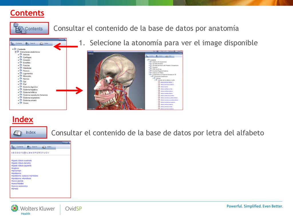 Contents Index Consultar el contenido de la base de datos por anatomía