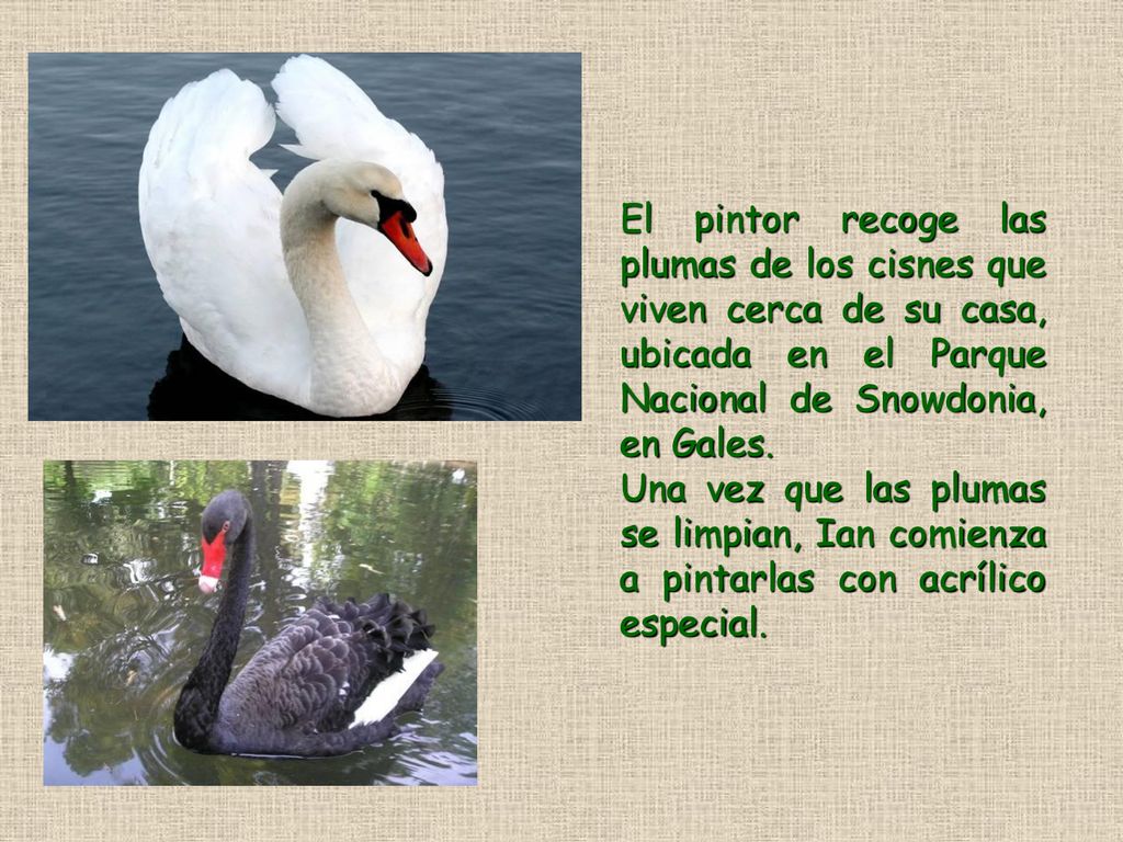 El pintor recoge las plumas de los cisnes que viven cerca de su casa, ubicada en el Parque Nacional de Snowdonia, en Gales.
