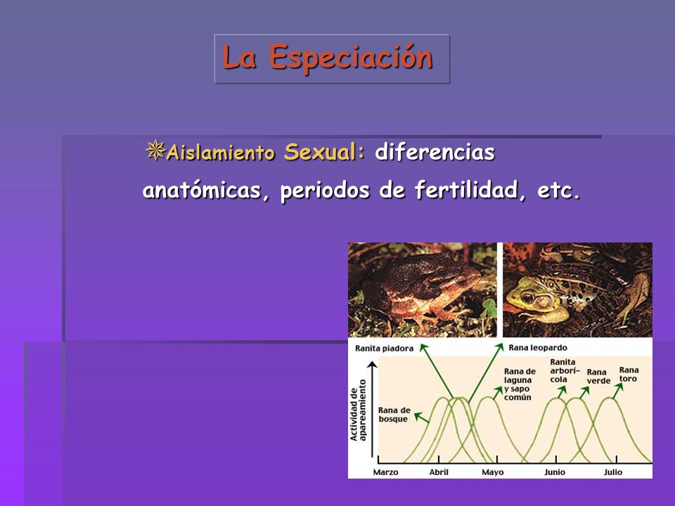 La Especiación Aislamiento Sexual: diferencias anatómicas, periodos de fertilidad, etc.