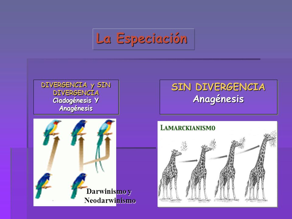 DIVERGENCIA y SIN DIVERGENCIA Cladogénesis Y Anagénesis