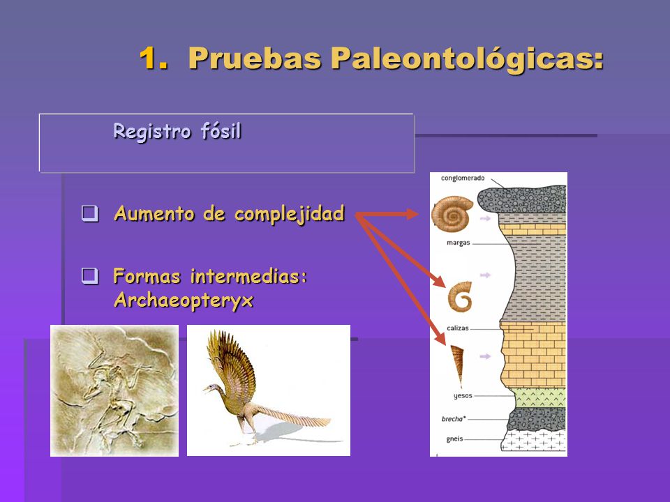 1. Pruebas Paleontológicas: