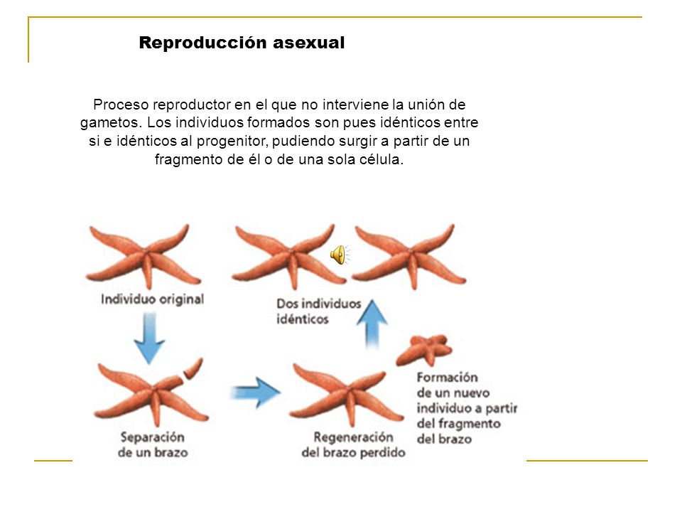 Reproducción asexual