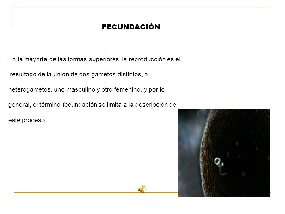 FECUNDACIÓN En la mayoría de las formas superiores, la reproducción es el. resultado de la unión de dos gametos distintos, o.
