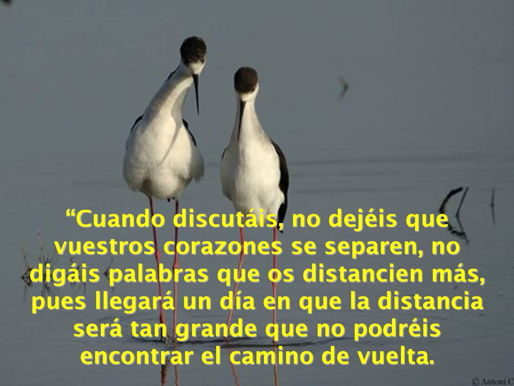 Cuando discutáis, no dejéis que vuestros corazones se separen, no digáis palabras que os distancien más, pues llegará un día en que la distancia será tan grande que no podréis encontrar el camino de vuelta.