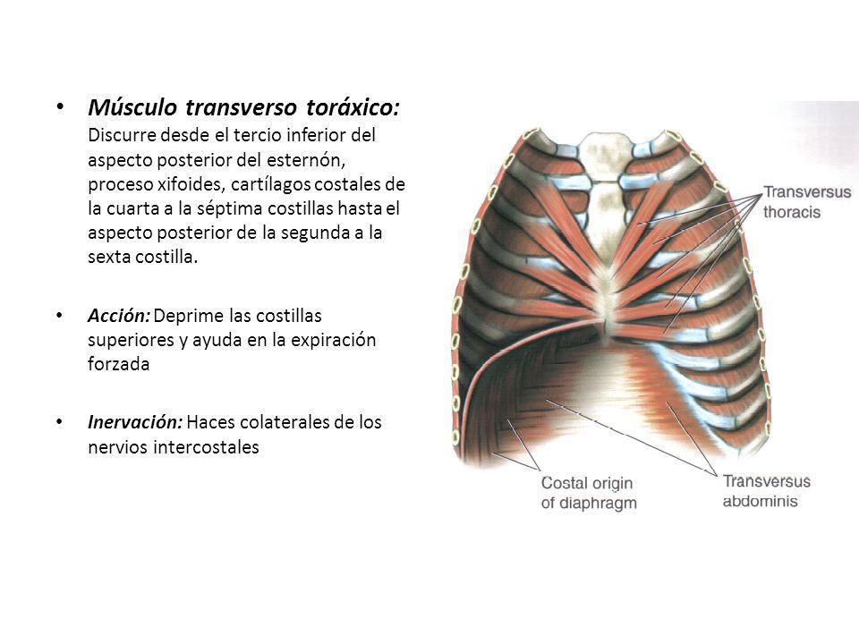 Músculo transverso toráxico: Discurre desde el tercio inferior del aspecto posterior del esternón, proceso xifoides, cartílagos costales de la cuarta a la séptima costillas hasta el aspecto posterior de la segunda a la sexta costilla.
