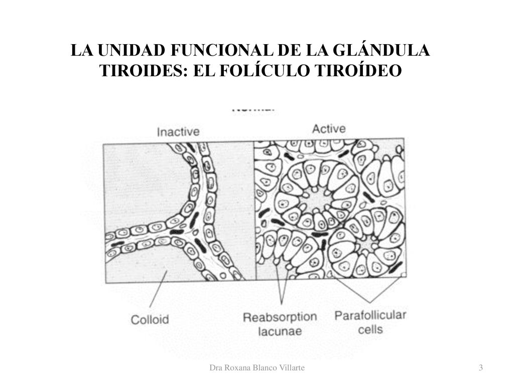 LA UNIDAD FUNCIONAL DE LA GLÁNDULA TIROIDES: EL FOLÍCULO TIROÍDEO