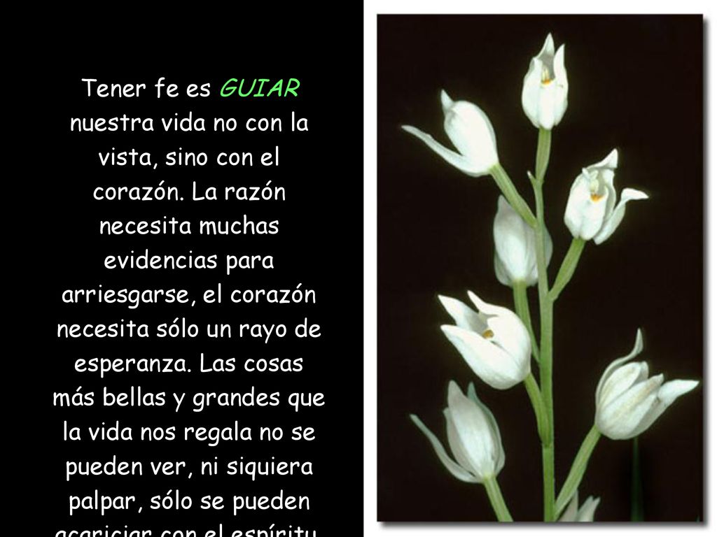Tener fe es GUIAR nuestra vida no con la vista, sino con el corazón