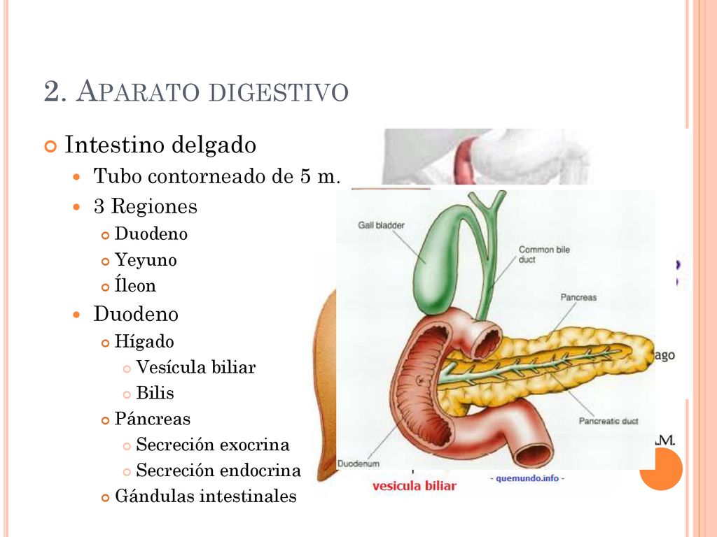 2. Aparato digestivo Intestino delgado Tubo contorneado de 5 m.