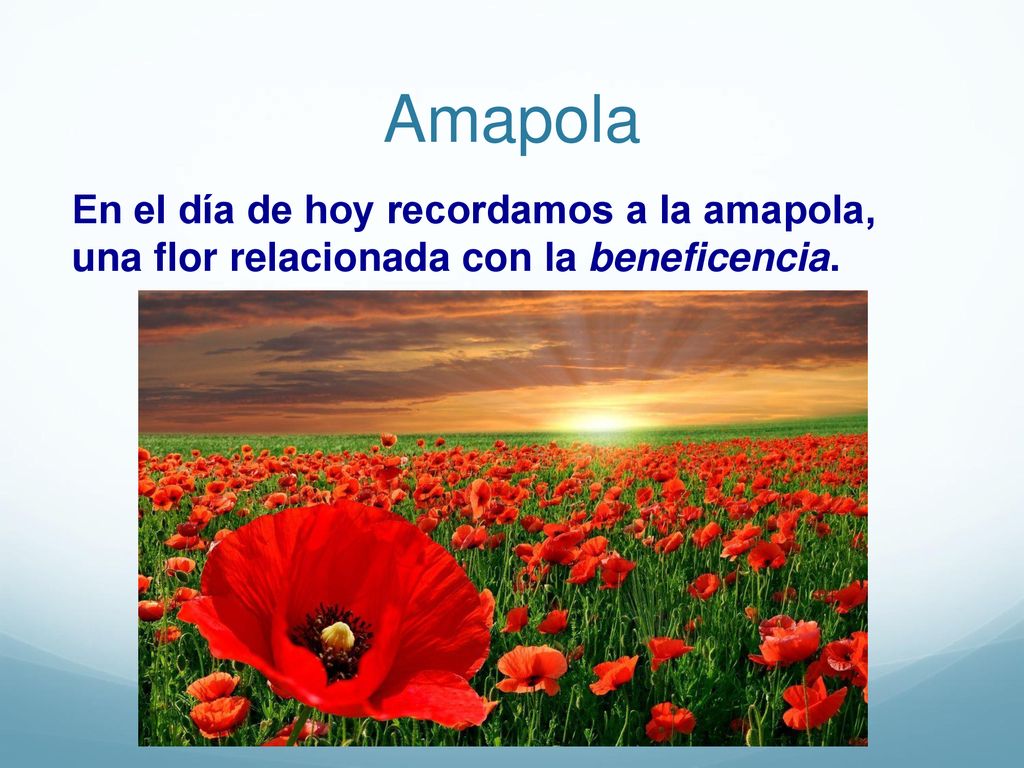 Amapola En el día de hoy recordamos a la amapola, una flor relacionada con la beneficencia.