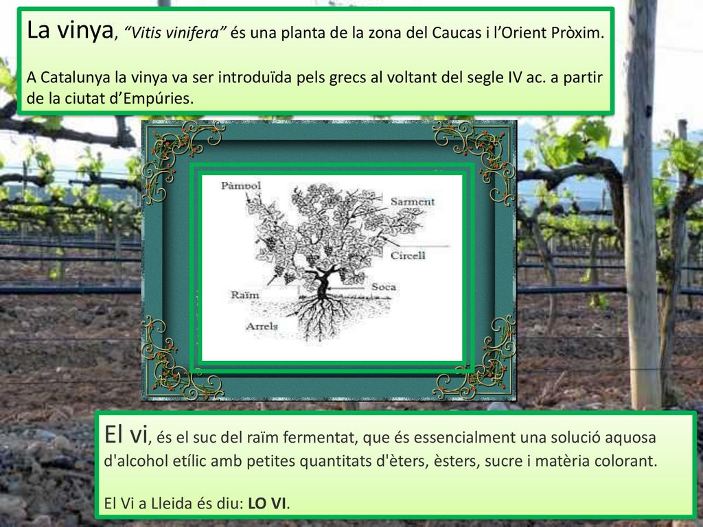 La vinya, Vitis vinifera és una planta de la zona del Caucas i l’Orient Pròxim.