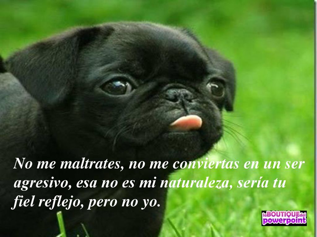 No me maltrates, no me conviertas en un ser agresivo, esa no es mi naturaleza, sería tu fiel reflejo, pero no yo.