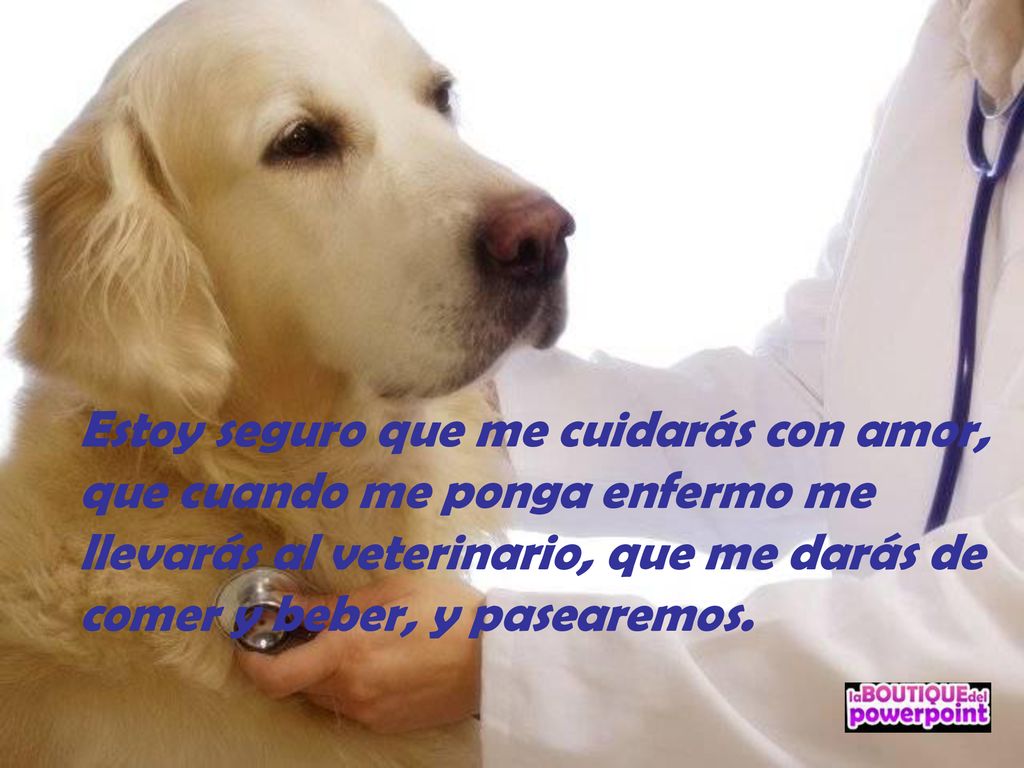 Estoy seguro que me cuidarás con amor, que cuando me ponga enfermo me llevarás al veterinario, que me darás de comer y beber, y pasearemos.