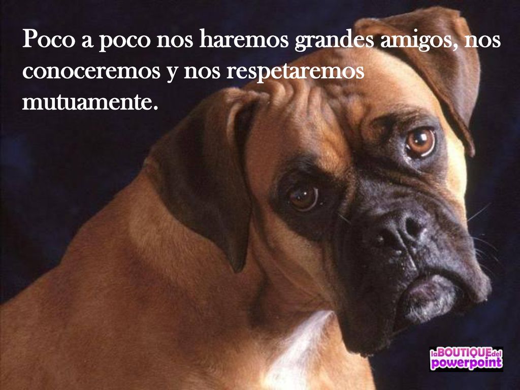 Poco a poco nos haremos grandes amigos, nos conoceremos y nos respetaremos mutuamente.