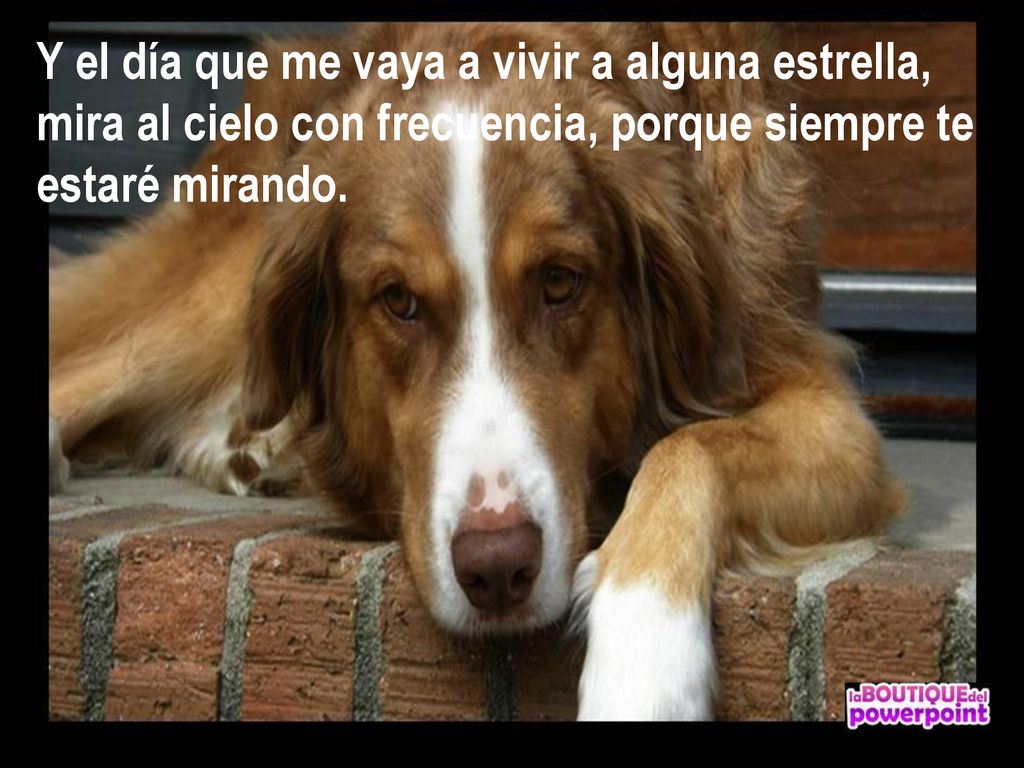 Y el día que me vaya a vivir a alguna estrella, mira al cielo con frecuencia, porque siempre te estaré mirando.