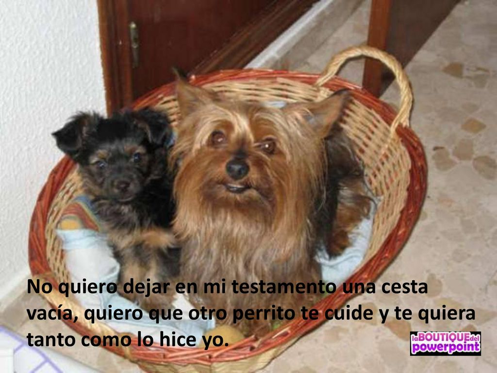 No quiero dejar en mi testamento una cesta vacía, quiero que otro perrito te cuide y te quiera tanto como lo hice yo.
