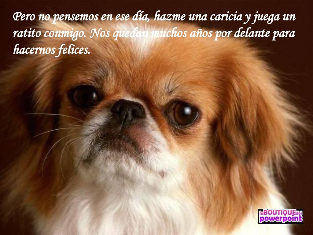 Pero no pensemos en ese día, hazme una caricia y juega un ratito conmigo.