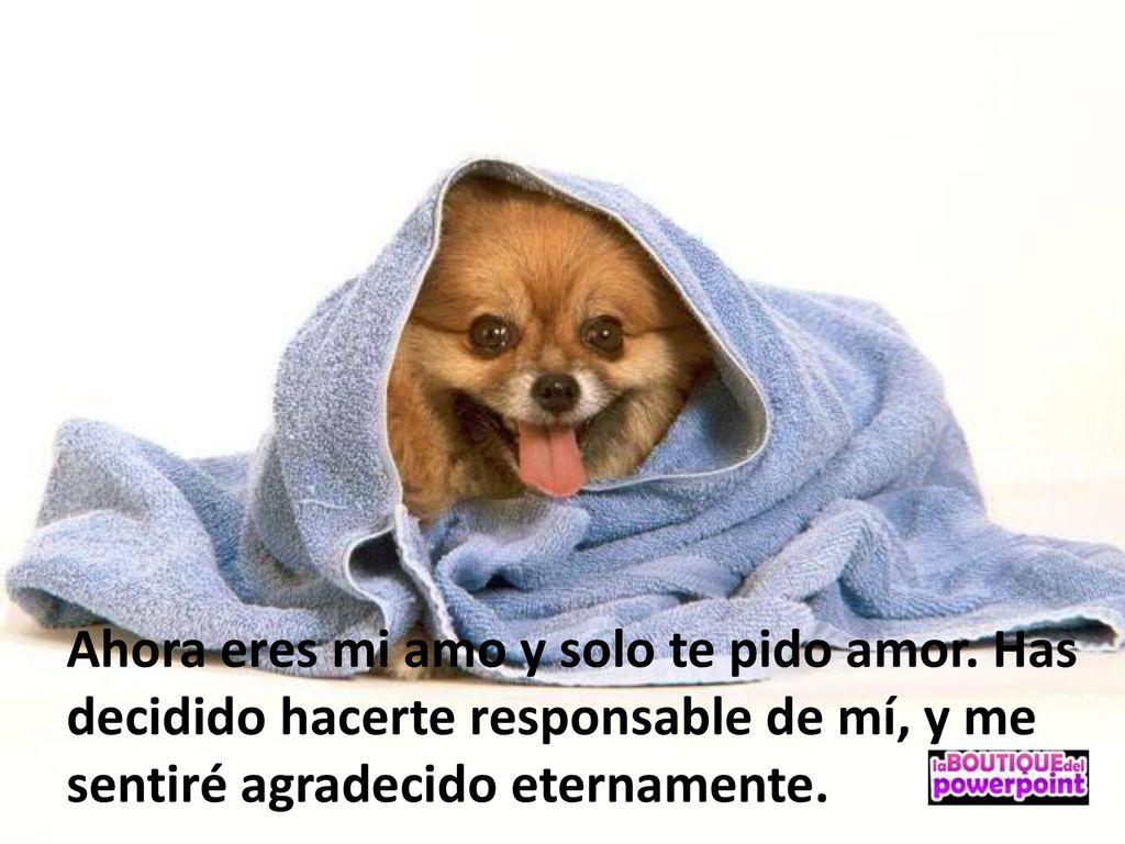 Ahora eres mi amo y solo te pido amor