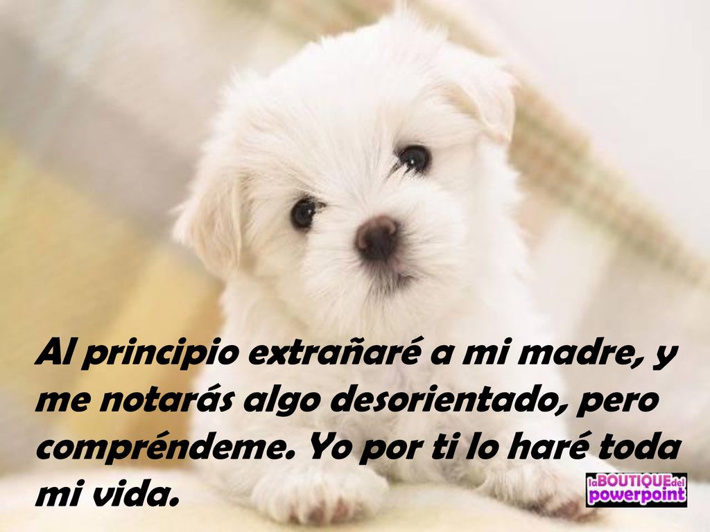 Al principio extrañaré a mi madre, y me notarás algo desorientado, pero compréndeme.