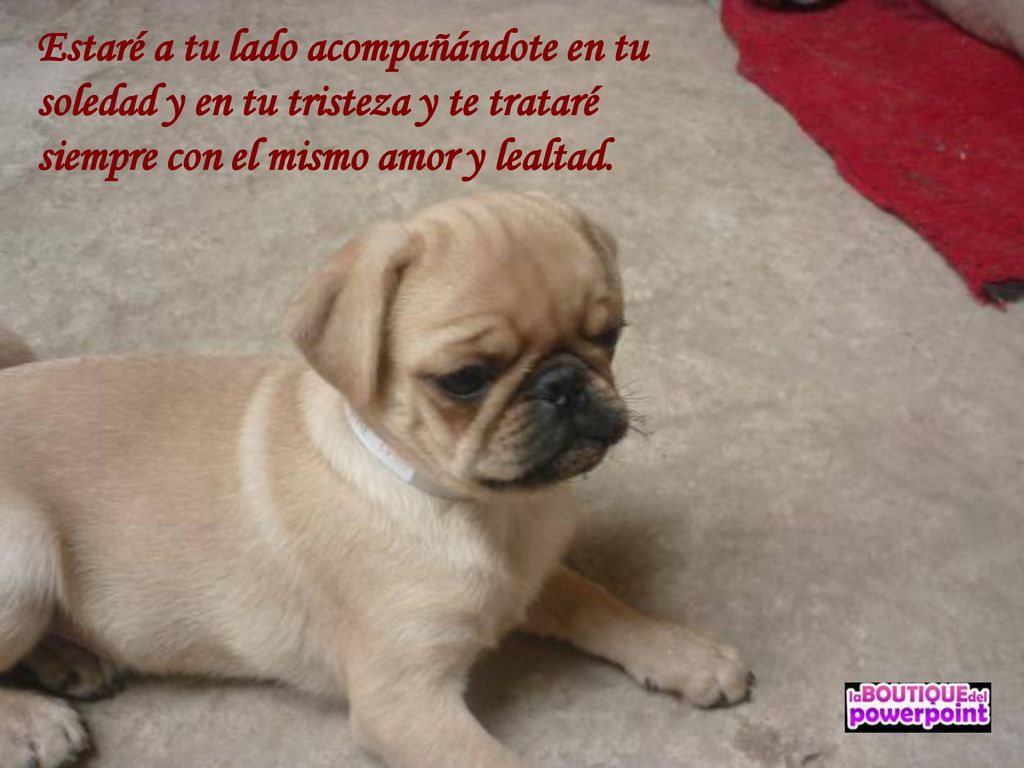 Estaré a tu lado acompañándote en tu soledad y en tu tristeza y te trataré siempre con el mismo amor y lealtad.