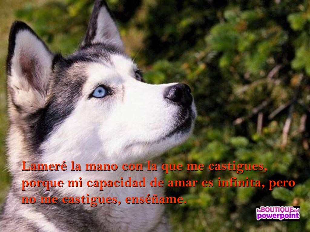 Lameré la mano con la que me castigues, porque mi capacidad de amar es infinita, pero no me castigues, enséñame.